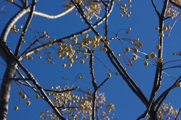 Les secrets du fruit de baobab : un super-aliment à découvrir
